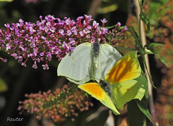 Mittelmeer-Zitronenfalter (Gonepteryx cleopatra)